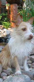 Minni
